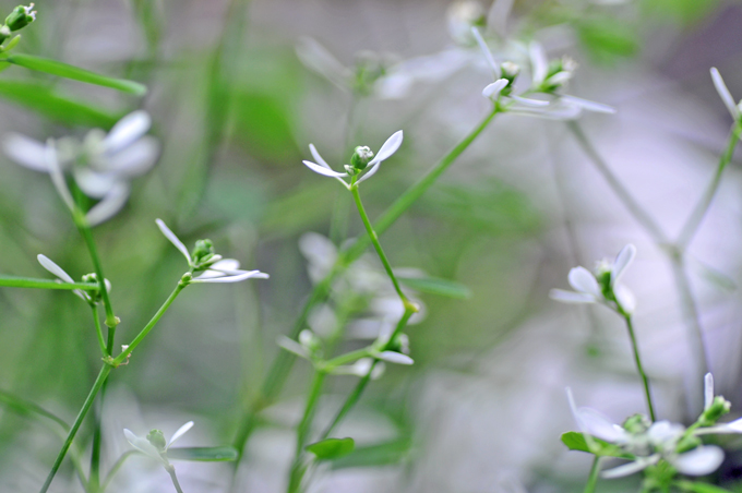 small white flower_e0129669_23382541.jpg