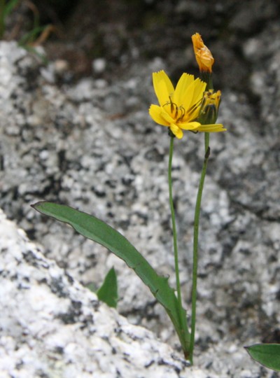 千畳敷カールの花々　オン・パレード２_c0144185_17241478.jpg