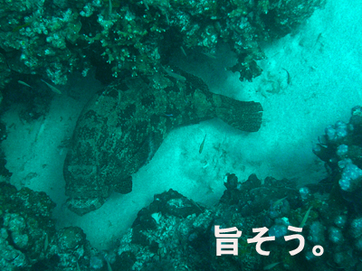 体験ダイブは☆豪華☆ノイ・ヤイ3ダイブ!_f0144385_152310.jpg