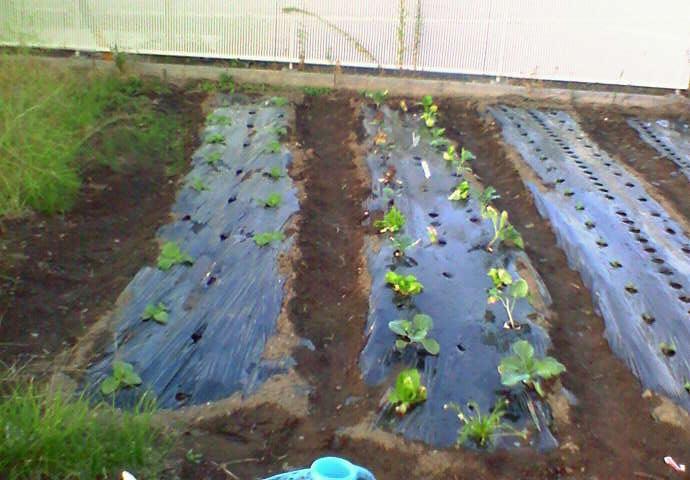 自分の区画 ほぼ終了_e0193588_0392046.jpg