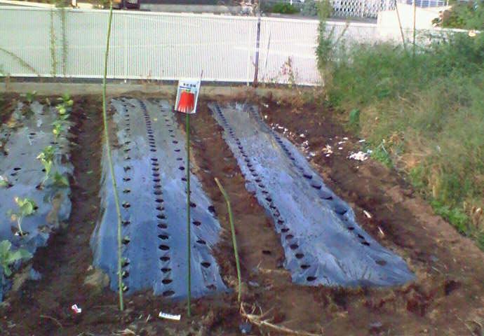 自分の区画 ほぼ終了_e0193588_0393477.jpg