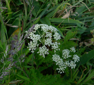 高ボッチ高原へ(長野)_b0142989_1842765.jpg