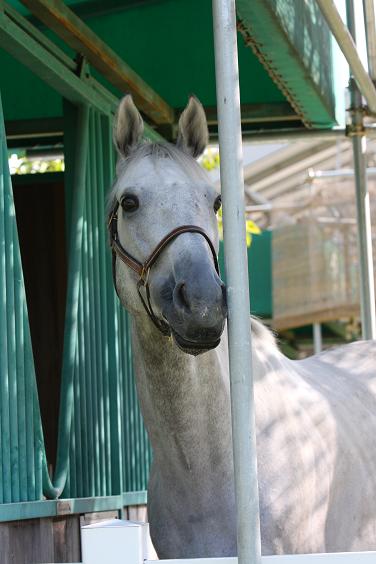 中山競馬場でのんびり_e0158796_21483081.jpg