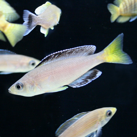 アフリカン情報パートⅡ : ビーボックスアクアリウム 熱帯魚情報