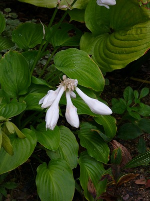 a0123003_21433063.jpg