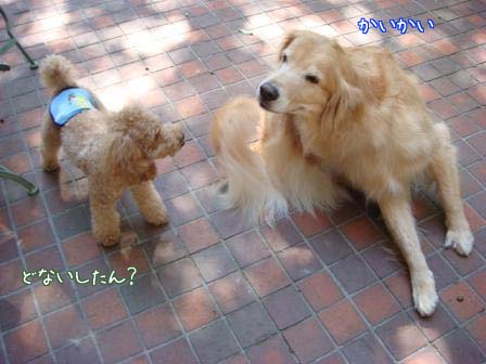 かゆくてボール遊びどころでは_f0064906_16551511.jpg