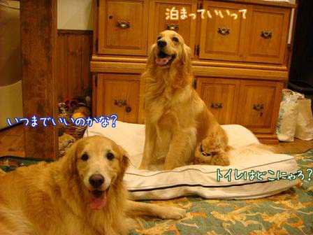 かゆくてボール遊びどころでは_f0064906_1659146.jpg