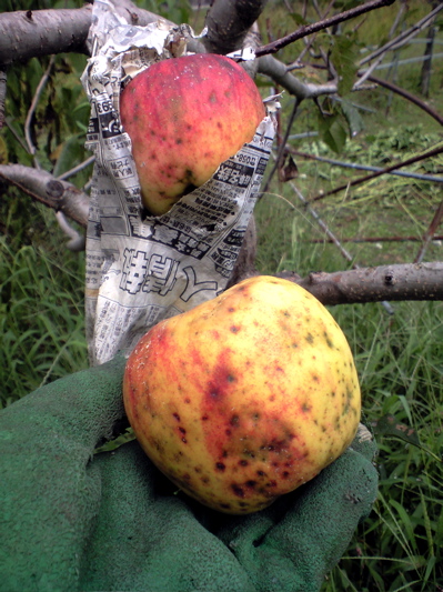f0135908_765977.jpg