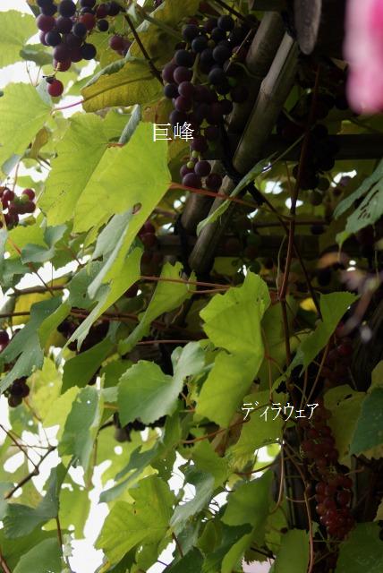 f0170524_18415672.jpg