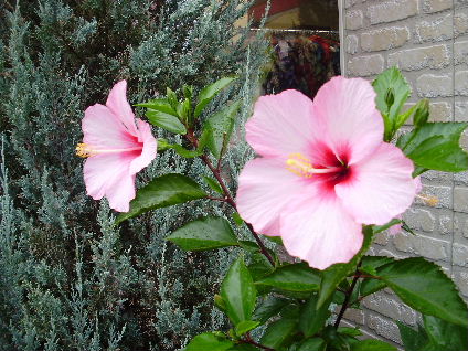 e0060041_2156455.jpg