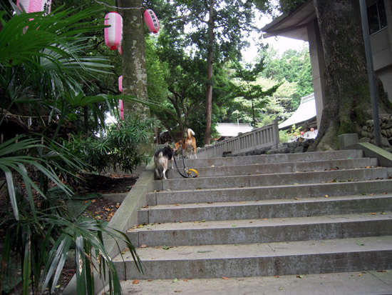 もうじき　草薙神社例大祭　龍勢花火_b0005652_21124392.jpg