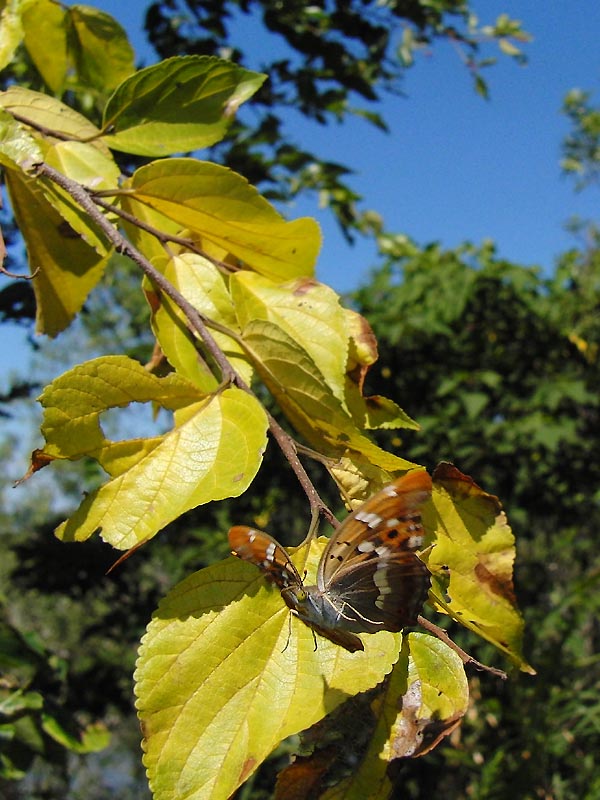 c0045352_1742594.jpg