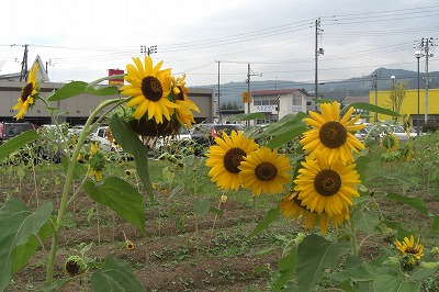 ひまわりの花_a0084753_13412093.jpg