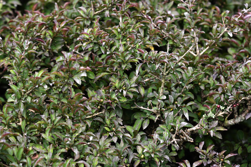 コバノクロウメモドキ Rhamnus japonica var.microphylla_f0165160_20411658.jpg