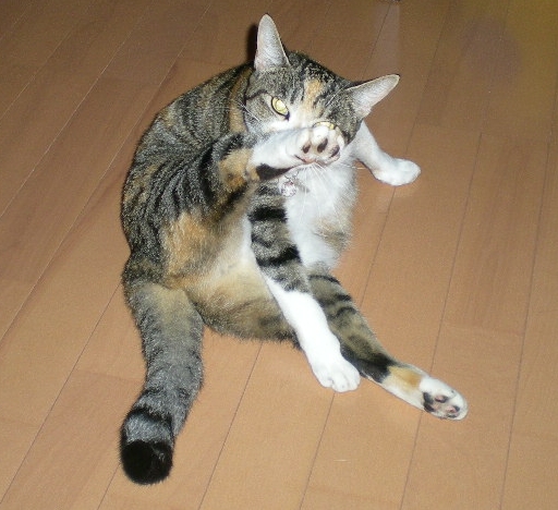 2009年9月15日(火)ジェーンエアとこころちゃん!_f0060461_13495550.jpg