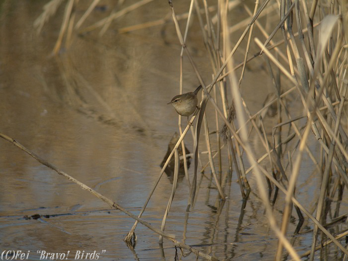 ムジセッカ　　Dusky Warbler/ Phylloscopus fuscatus_b0069564_21543427.jpg