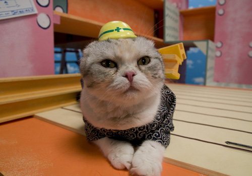 (有)猫田工務店 その2_d0126264_19415346.jpg