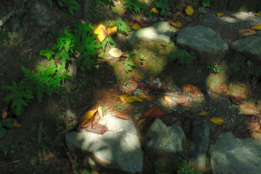 久しぶりの白野江植物公園にて_c0136480_21555443.jpg