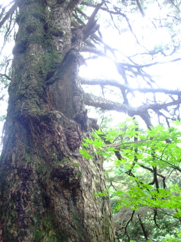 ３回目の山歩きは『三頭山』♪　その①_a0043982_057142.jpg