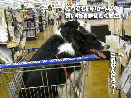 f0114893_10132845.gif