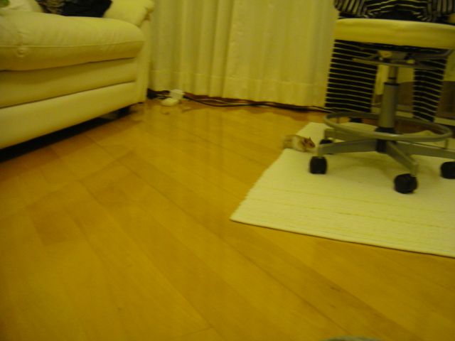 e0155496_1838439.jpg