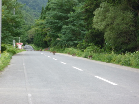 小坂峠から鳩峰峠へ_b0118097_20492464.jpg