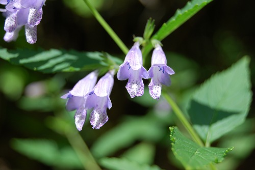 c0124100_22291719.jpg