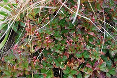 c0124100_2230299.jpg