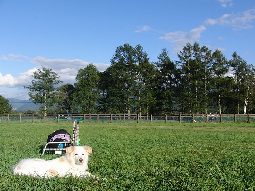 清里・八ヶ岳　その１　－　ルアーコーシング編　/  Kiyosato Trip 1 - Lure Coursing_a0032004_0532857.jpg