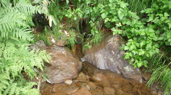 e0070606_110456.jpg