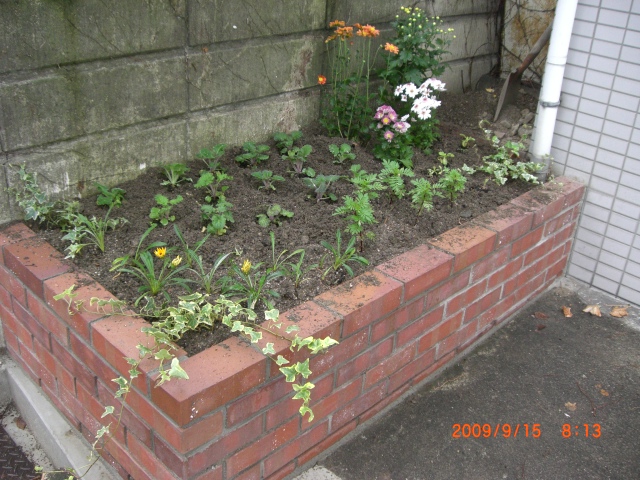 花壇再生_e0150006_1527978.jpg