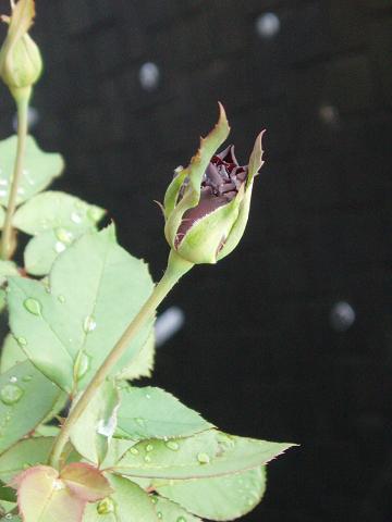 c0147909_7152145.jpg