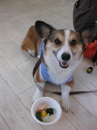 さくらちゃんのお誕生日に勉強会~♪_f0155118_8195318.jpg