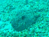 TBS「日立世界ふしぎ発見!」ヤラセ大爆発のヤップ編・その壱_a0043520_0413853.jpg
