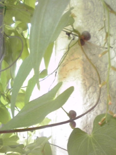c0160822_0444719.jpg