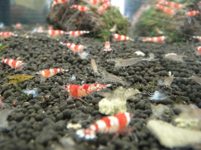 海水魚・サンゴ・水草・日本産淡水魚_f0189122_19361566.jpg