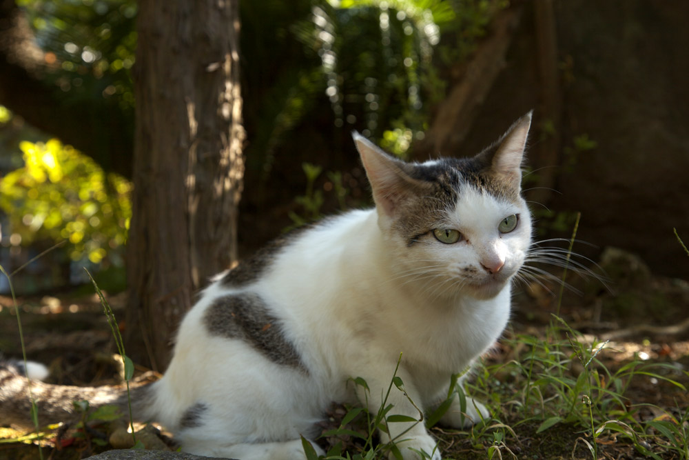 貴船神社の猫_b0023523_705619.jpg