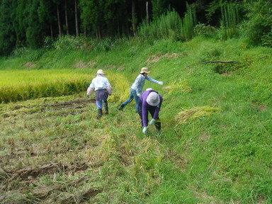 白山地区に今月最初のワークステイに三人の女性が来られました_e0061225_955389.jpg