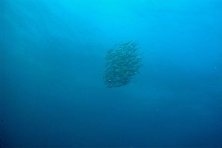 e0158261_1738266.jpg
