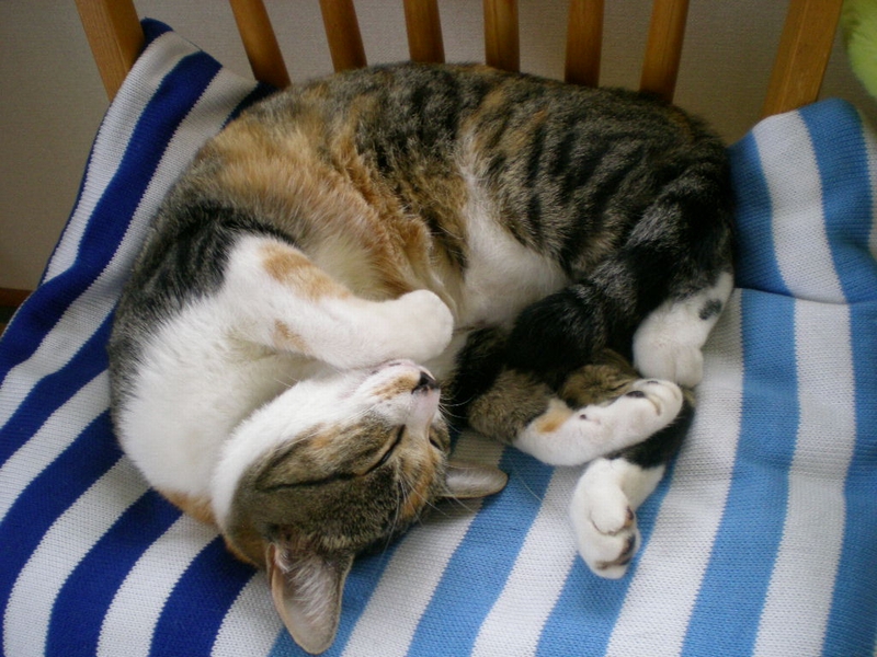 2009年9月16日(水)愛ちゃんは真ん丸!心ちゃんは伸び~!_f0060461_1941266.jpg