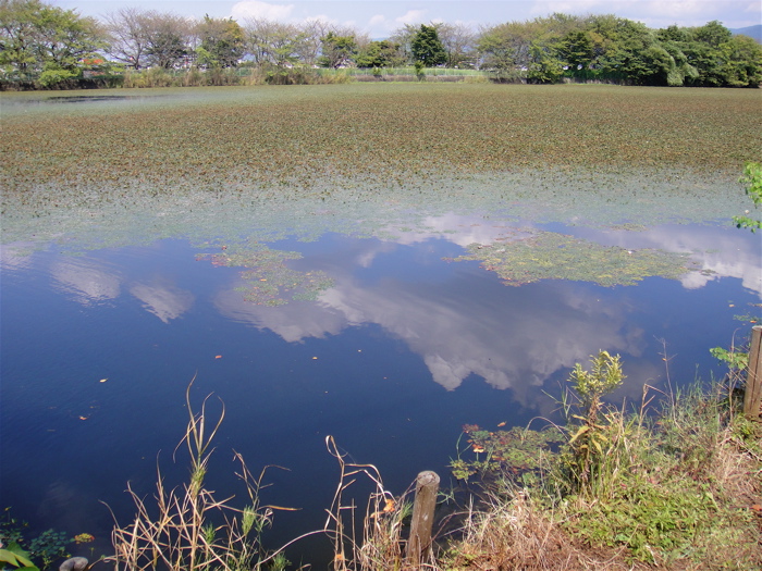 奈良　藤原宮跡の蓮。_e0125762_0173746.jpg