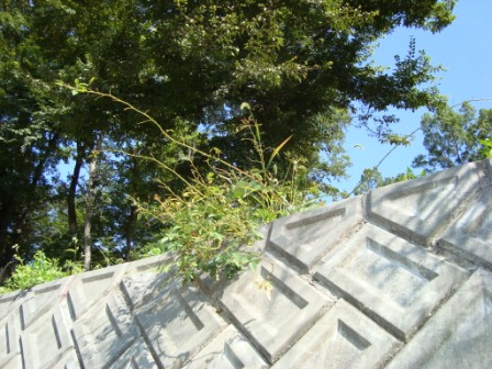 あれ??バラの葉は?_d0152765_22155829.jpg