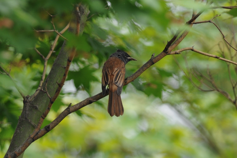 サンコウチョウ若_f0053272_6584049.jpg