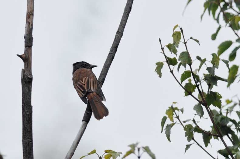 サンコウチョウ若_f0053272_714861.jpg