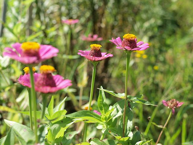 夏の花？秋の花？_b0135573_2015558.jpg