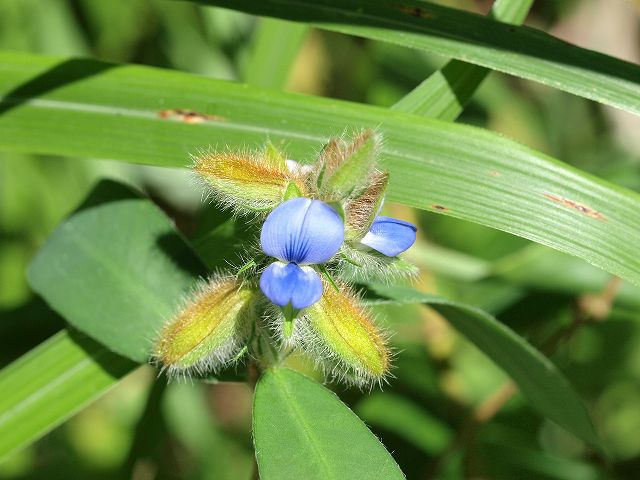 夏の花？秋の花？_b0135573_20184656.jpg