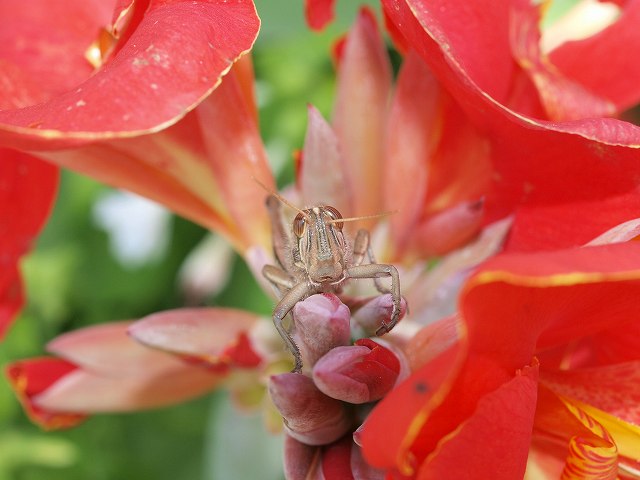 夏の花？秋の花？_b0135573_20191856.jpg