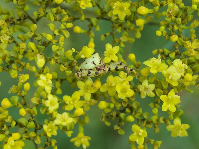 夏の花？秋の花？_b0135573_20194937.jpg