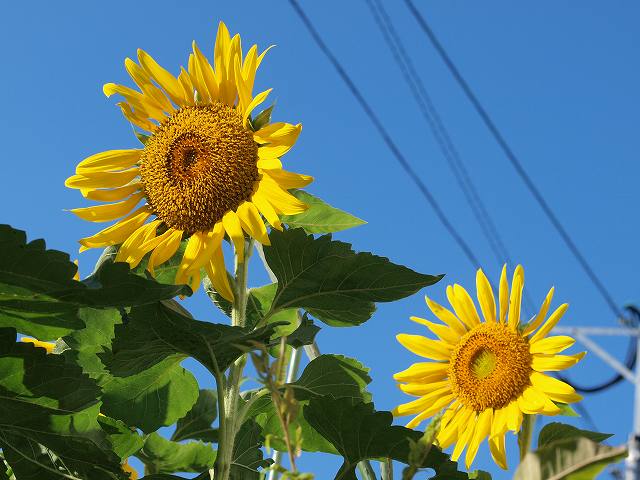 夏の花？秋の花？_b0135573_2021074.jpg