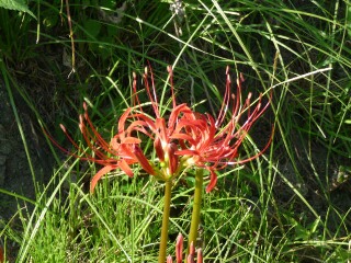 e0046477_1273270.jpg
